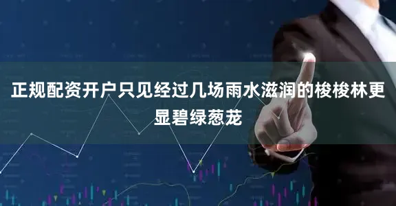 正规配资开户只见经过几场雨水滋润的梭梭林更显碧绿葱茏